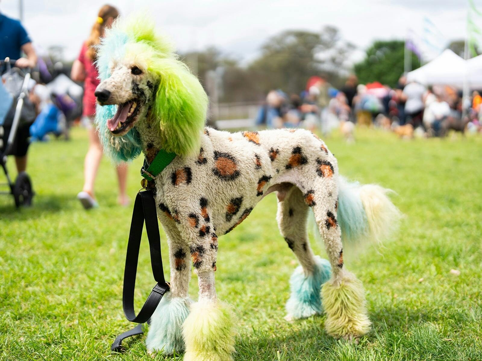 Blacktown Pet Festival