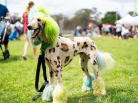Blacktown Pet Festival