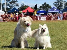Blacktown Pet Festival