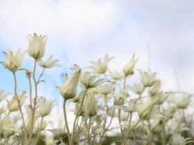 white flannel flowers