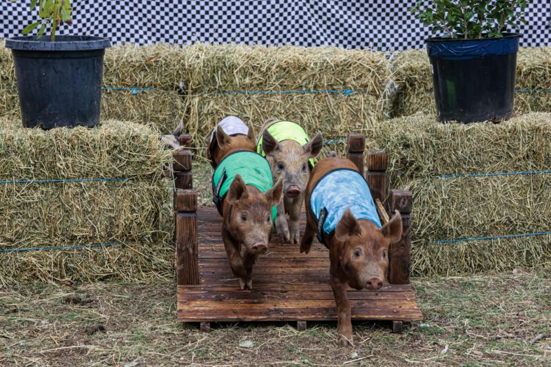 piglets in racing colours cross over a wooden bridge