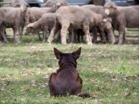 Red Kelpie dog facing a mob of sheep in a yard
