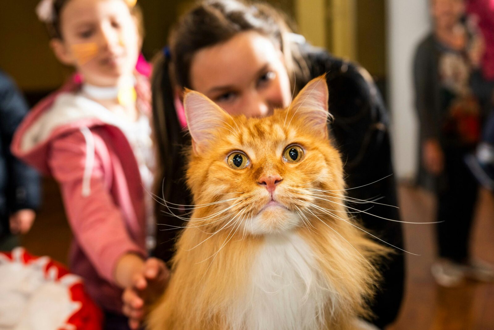 Beautiful Cat