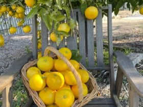 Hillside Harvest