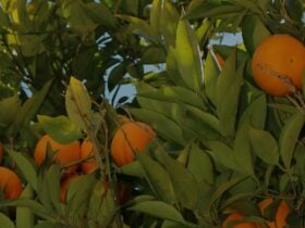 Oranges on a tree