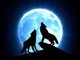 2 wolves howling into the night in front of a full moon.