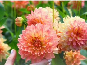 with Graeme Davis, National President of Dahlias Australia