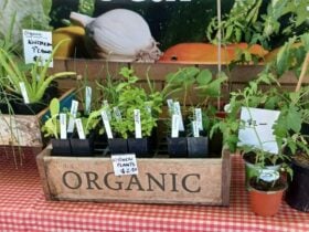 Dungog Growers Stall