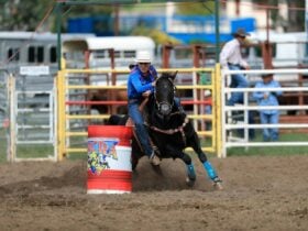 Dungog Rodeo