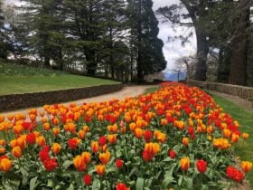 A flowerbed of red and orange tulips lines a gravel path