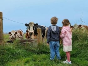 kids with cows