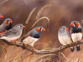 See and learn about breeding finches