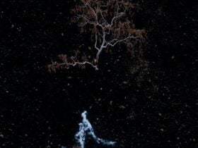 Fire Scars Salisbury (detail), 2023, digital photograph