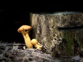 Cream fungi on stump