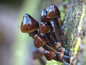 Small brown glossy fungi