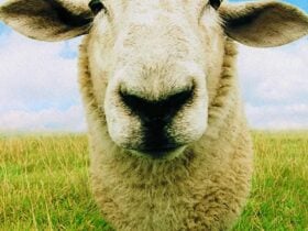 Gledswood Farm Day