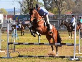 Show Jumping