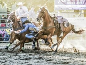 Steer Wrestling