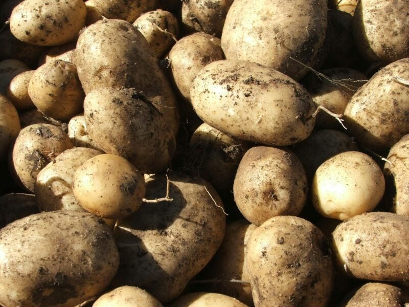 Guyra Lamb and Potato Festival