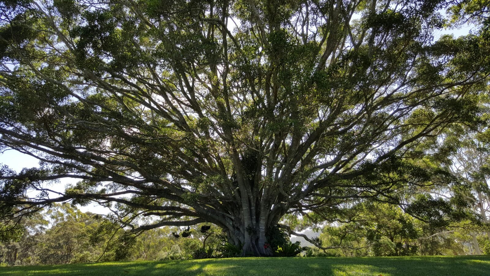 This photo is of a huge native fig tree in one of the gardens you can visit on the day