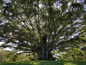 This photo is of a huge native fig tree in one of the gardens you can visit on the day