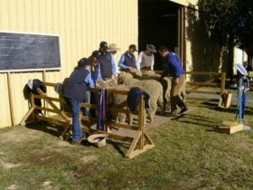 Holbrook Sheep and Wool Fair