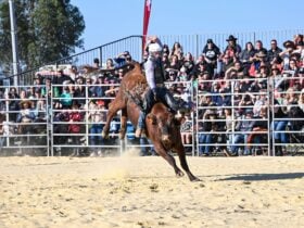A young bull rider is mid-ride on a bucking bull in front of a sold our crowd