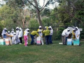 Visitors Inspecting the Hives