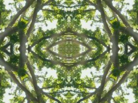Looking up to a canopy of trees