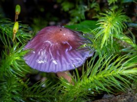 Purple mushroom in moss