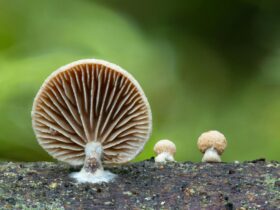 A fungi in the forest