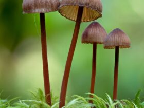 Fungi in the forest
