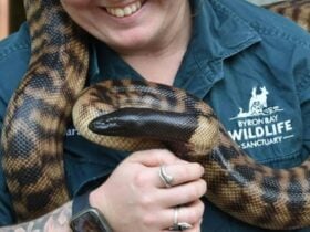 Keeper caring for a snake
