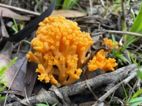 Bright orange coral-shaped mushroom