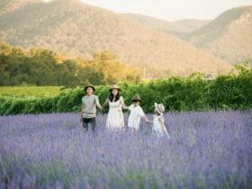 Hunter Valley Lavender Farm Lavender Field near Sydney