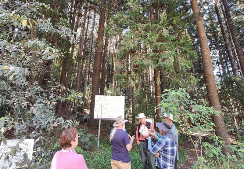 Guided walk in the Rainforest Botanic Gardens