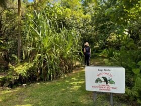 Guided walk in the Rainforest Botanic Gardens