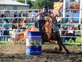 Maitland Rodeo