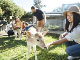 Meet and Greet Encounters at Botanic Gardens Zoo