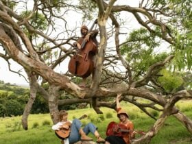 Feketebors (Hungarian Folk Music)