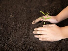 National Tree Day in Wagga Wagga