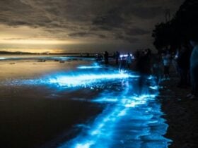 Bio luminescence in coastal waters