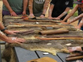 possum skin with wooden tools and surrounded by hands