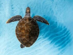 Turtle swimming in blue ocean