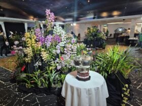 Orchid display with large trophy in front