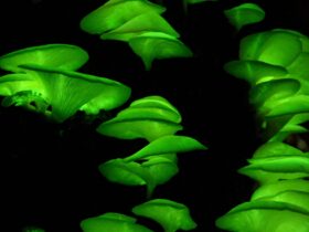 Fungo glowing in the dark