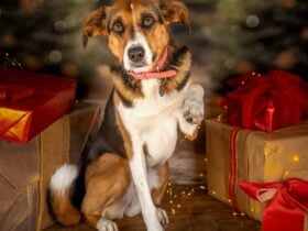 Pet Christmas Portraits