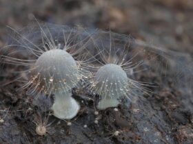 Fungi in the forest