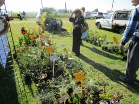 Plants at Market