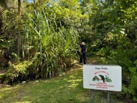 Lismore Rainforest Botanic Gardens
